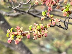 Nothofagus antarctica