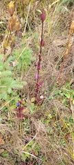 Gentianopsis crinita
