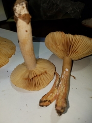 Lactarius subplinthogalus