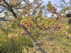 Nothofagus antarctica