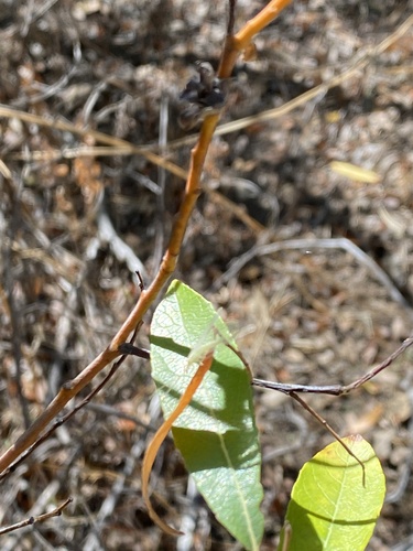 iNaturalist observation photo of Green Lacewings
