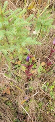 Gentianopsis crinita