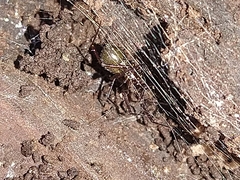 Araneomorphae