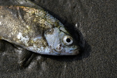 Cymatogaster aggregata