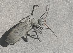 Epicauta albida