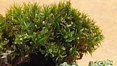 Orthotrichum diaphanum