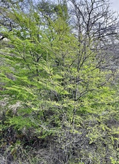 Nothofagus antarctica