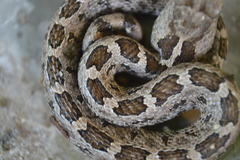 Crotalus ravus