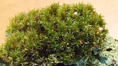 Orthotrichum diaphanum