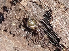 Araneomorphae