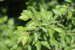 Carpinus orientalis