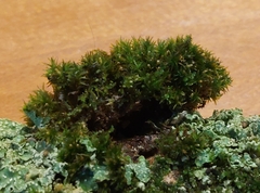 Orthotrichum diaphanum