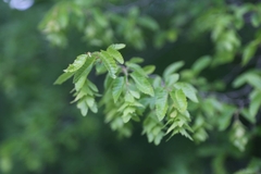 Carpinus orientalis