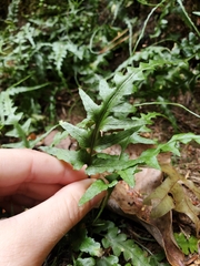Asplenium pinnatifidum