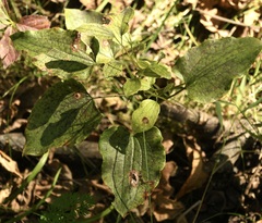 Smilax ecirrhata