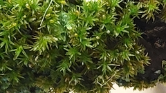 Orthotrichum diaphanum