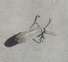 Epicauta albida