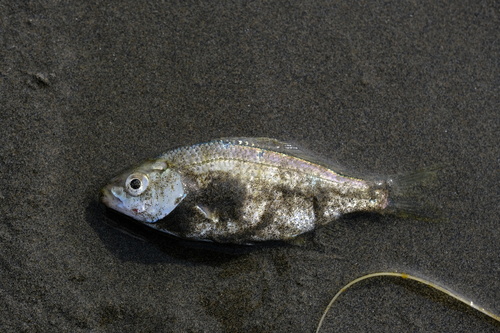 Shiner (Cymatogaster aggregata) — Embiotocidae — 2