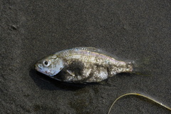 Cymatogaster aggregata