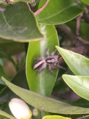 Megafreya sutrix