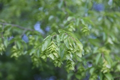 Carpinus orientalis