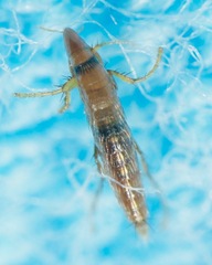 Ceratophyllidae