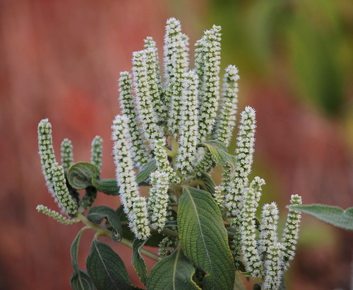 Colebrookea oppositifolia Sm.
