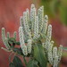 Colebrookea oppositifolia - Photo (c) satish nikam, μερικά δικαιώματα διατηρούνται (CC BY-NC-SA)