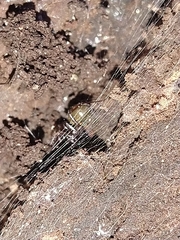 Araneomorphae