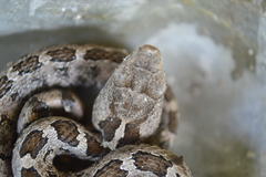 Crotalus ravus
