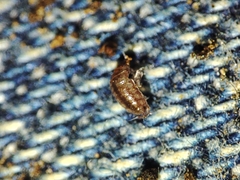 Trichoniscus pusillus