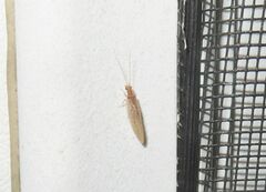 Micromus subanticus