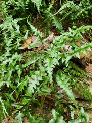 Asplenium pinnatifidum