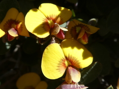 Bossiaea prostrata