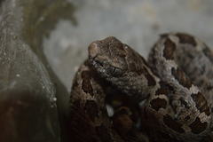 Crotalus ravus