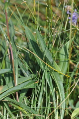 Symphyotrichum spathulatum