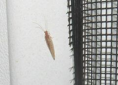 Micromus subanticus
