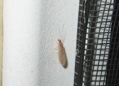 Micromus subanticus