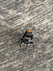 Euophryini