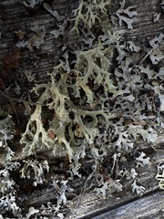 Evernia
