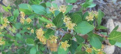 Prunus fremontii