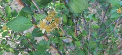 Prunus fremontii