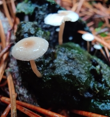 Collybia