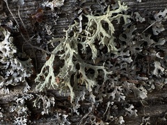 Evernia