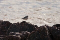 Pluvialis squatarola