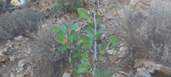 Prunus fremontii