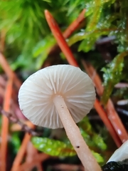 Collybia