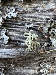 Evernia