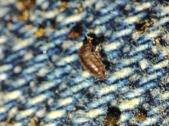 Trichoniscus pusillus