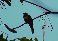 Trogon caligatus